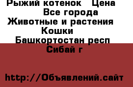 Рыжий котенок › Цена ­ 1 - Все города Животные и растения » Кошки   . Башкортостан респ.,Сибай г.